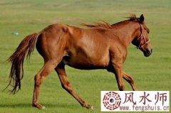 两个人都是属马的合财吗 合不合适