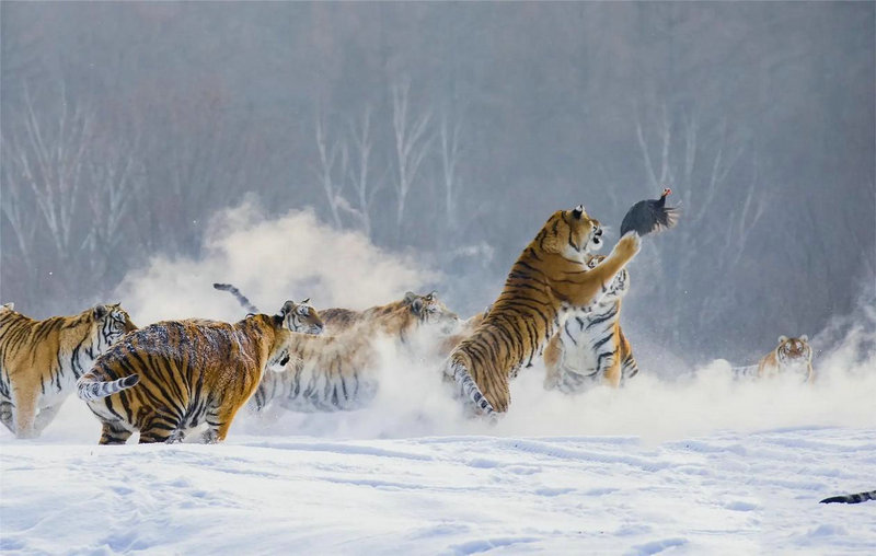 儿童歌曲小兔子乖乖、儿童歌曲小兔子乖乖简谱