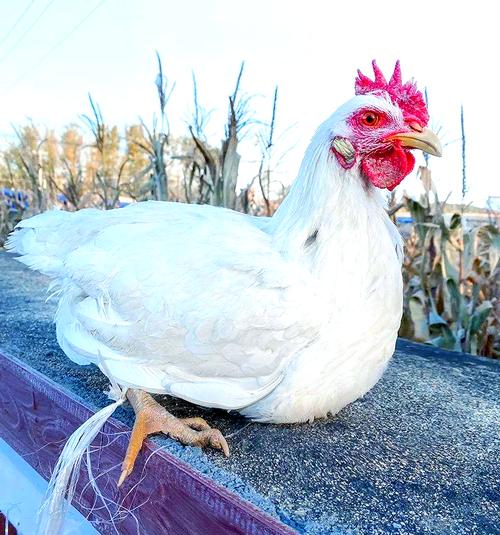 生肖属羊人2026年农历十月搬家入宅好吗,精选8天乔迁吉日