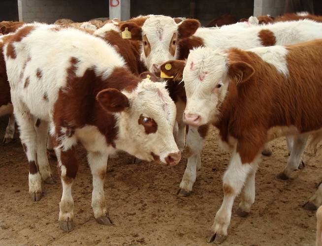 吴奇隆刘诗诗多少岁 吴奇隆刘诗诗年龄引发的梗